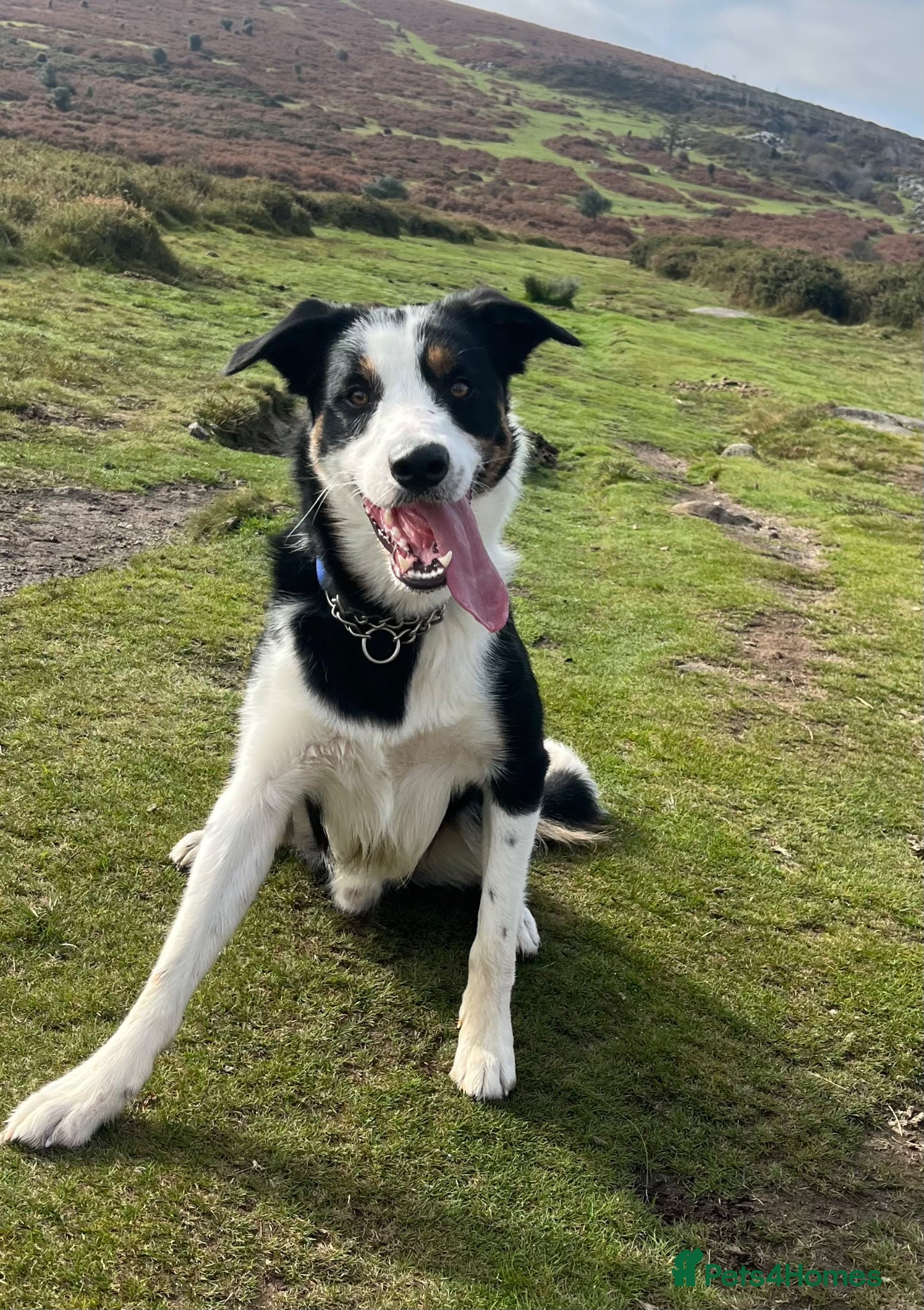 Mixed Breed dogs Henry  - Advert 7