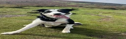 Mixed Breed dogs for sale: Henry  - Advert 1
