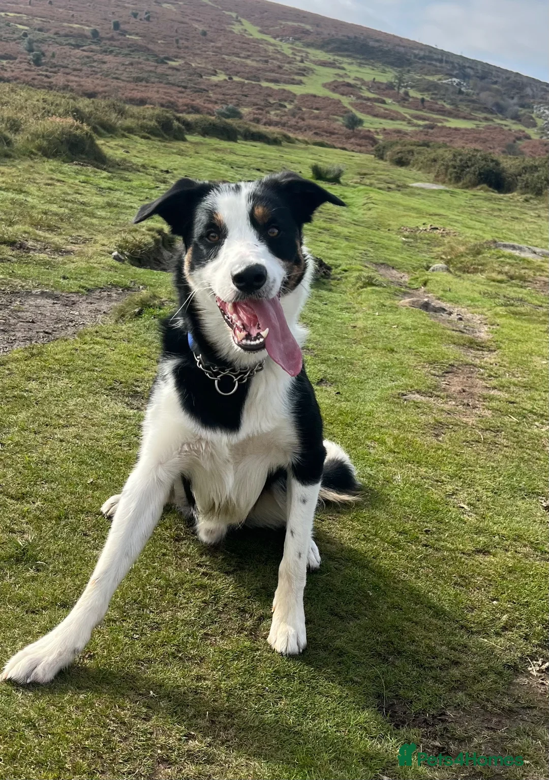 Mixed Breed dogs for sale: Henry  - Advert 1