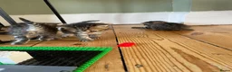 Mixed Breed cats for sale: Kittens - Advert 4