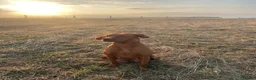 Hungarian Vizsla dogs for sale: HUNGARIAN SHORT HAIRED VIZSLA PUPPIES AVAILABLE  - Advert 5
