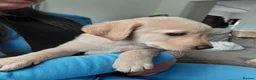 Labrador Retriever dogs for sale: LAST GIRL!! READY NOW, REDUCED LABRADOR RETEIEVER - Advert 13