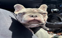 French Bulldog dogs for sale: French bulldog female  in Hamilton - Image 4