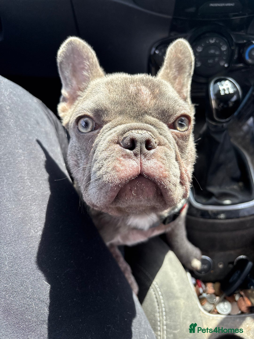 French Bulldog dogs for sale: French bulldog female  in Hamilton - Image 4