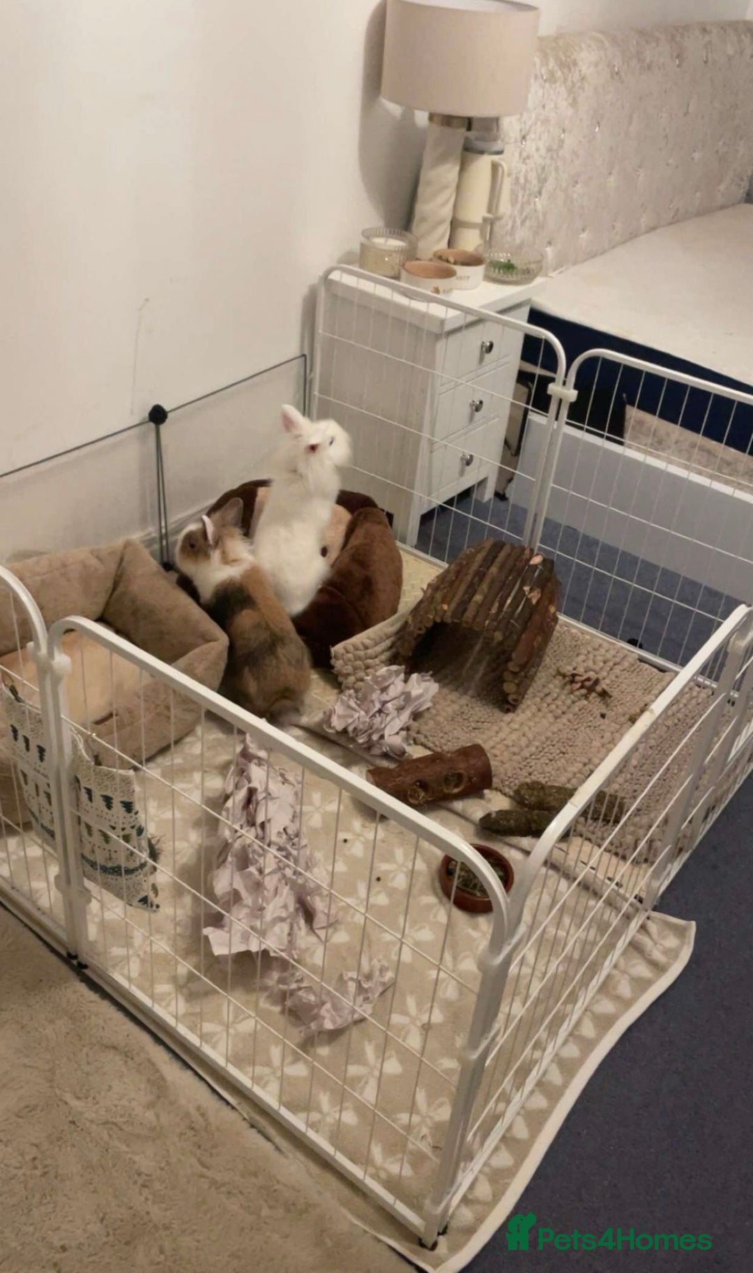 Lionhead rabbits for sale: friendly lionhead rabbits (includes everything)  - Advert 7