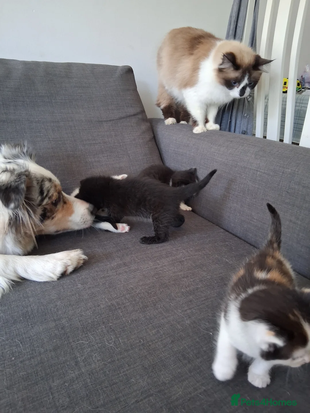Maine Coon cats for sale: Fluffy Ragdoll x Maine Coon Kittens Available Soon - Advert 2