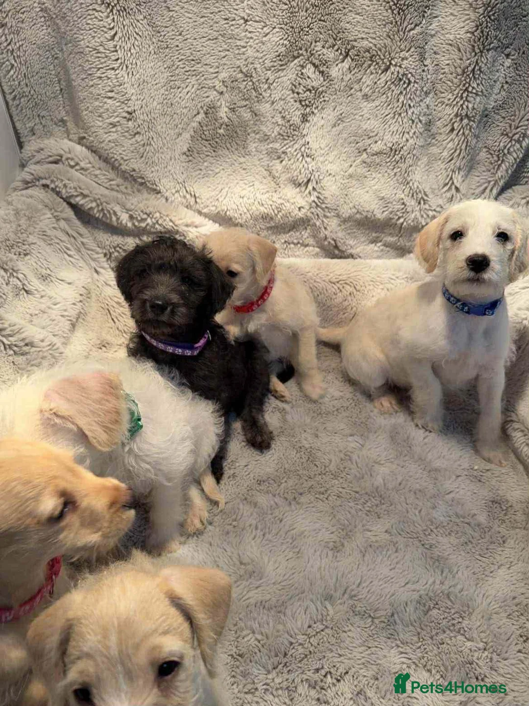 Mixed Breed dogs for sale: Miniature Schnoodle puppies - Advert 6