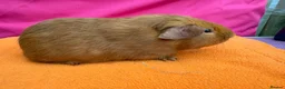 Guinea Pig rodents for sale: Californian & Himalayan - Boars & Sows - Advert 9