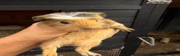 Guinea Pig rodents for sale: Last 4 left, next litter ready to leave 13th july - Advert 10