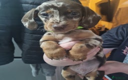 Miniature Dachshund dogs for sale: 6 beautiful miniature Dachshund 7 weeks old - Image 15
