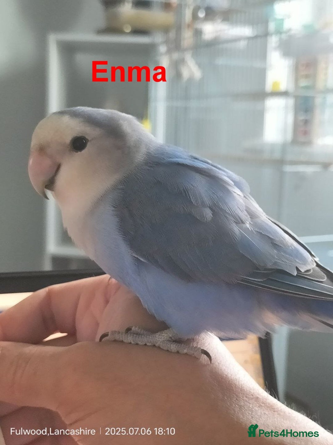 Lovebirds birds for sale: Tales of Cinder, Bobo, Soul & Enma - Image 13