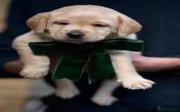 Labrador Retriever dogs for sale: Chunky KC Registered Labrador puppies - Image 28