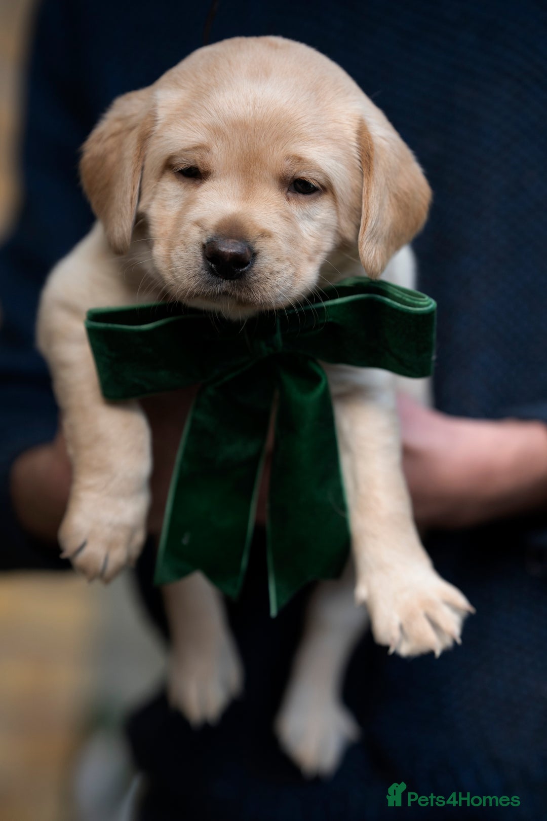 Labrador Retriever dogs for sale: Chunky KC Registered Labrador puppies - Image 28