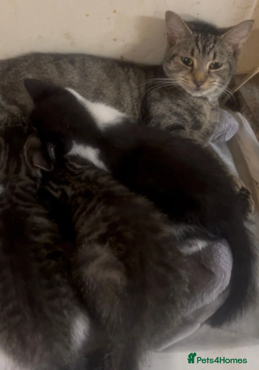 Mixed Breed cats for sale: Gorgeous kittens  - Advert 8