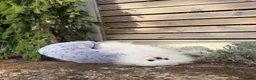 Pomeranian dogs for sale: SUPER TINY WHITE POMERANIAN BOY - Advert 36