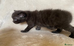 Ragdoll cats for sale: Ragdoll x  - Image 5