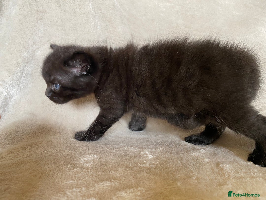 Ragdoll cats for sale: Ragdoll x  - Image 5