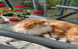 Scottish Fold cats for stud: RoyalOwl Yoshi: Scottish Fold Longhair Stud  in Banbury - Image 16