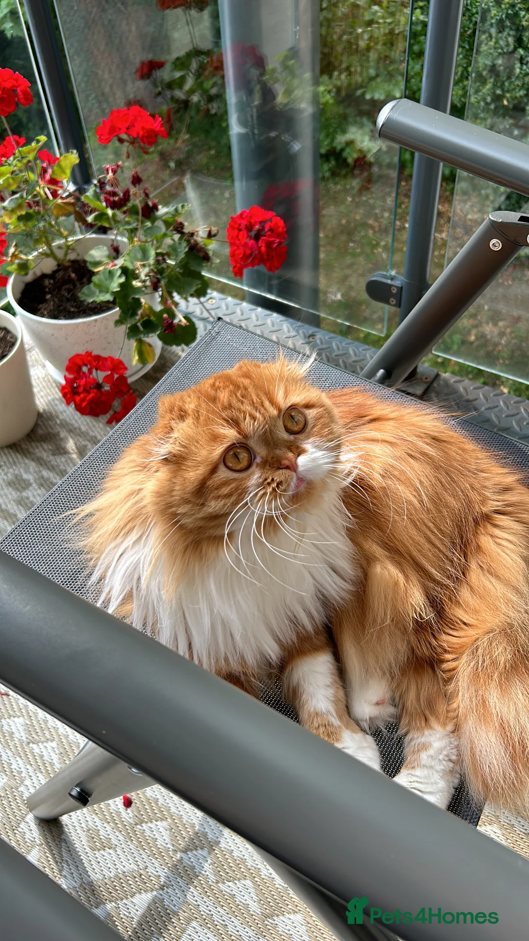 Scottish Fold cats for stud: RoyalOwl Yoshi: Scottish Fold Longhair Stud  in Banbury - Advert 16