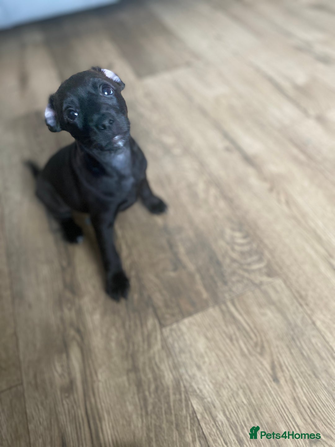 Mixed Breed dogs for sale: Plummer x Patterdale puppies  - Advert 8
