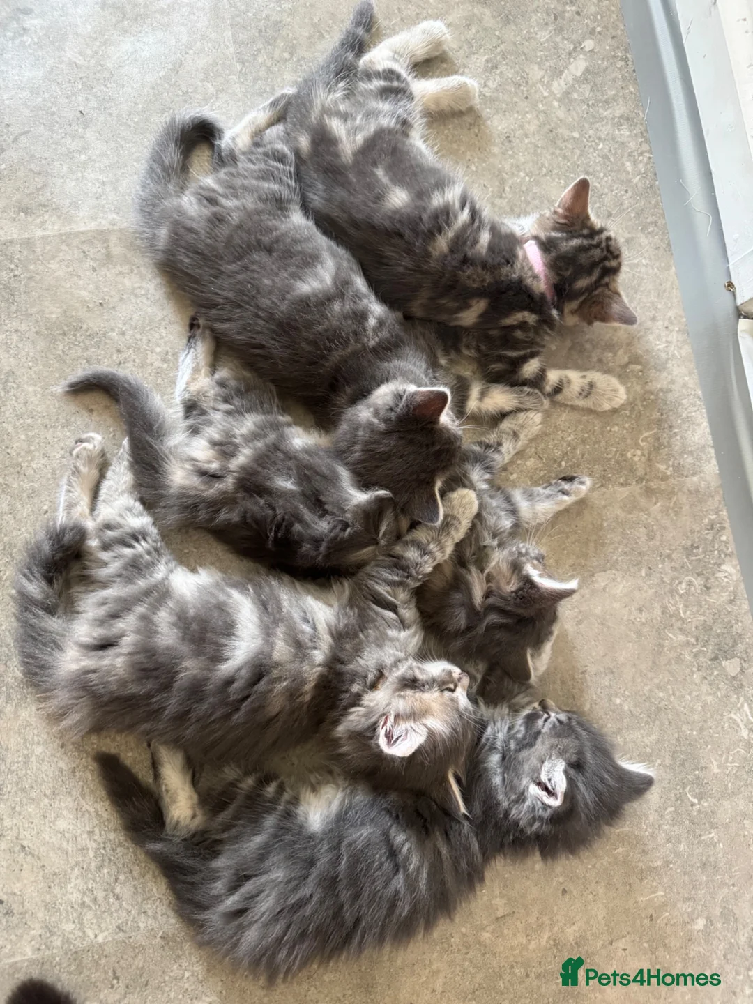 Mixed Breed cats for sale: 1 male kitten in Redruth - Advert 2