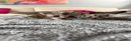 Maine Coon cats for sale: Beautiful pedigree Mainecoon kittens - Advert 4