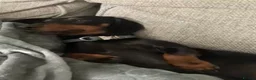Miniature Dachshund dogs for sale: Miniature smooth haired dachshund pups for sale - Advert 8