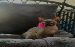 Sphynx cats for sale: 4 years Tica Active girl never breed - Image 3
