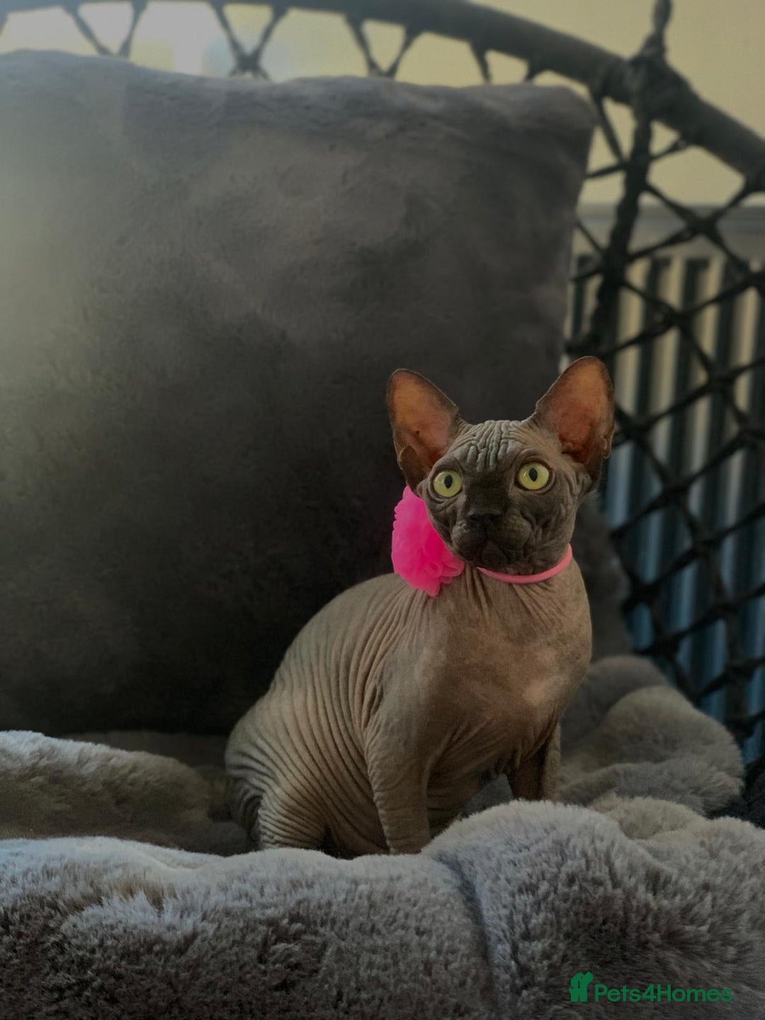 Sphynx cats for sale: 4 years Tica Active girl never breed - Image 3