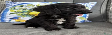 Cockapoo 1