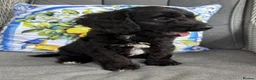 Cockapoo dogs for sale: Cockapoo Puppies Looking for Their Forever Homes  in Canterbury - Advert 2