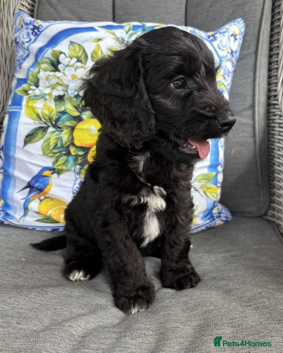 Cockapoo dogs for sale: Cockapoo Puppies Looking for Their Forever Homes  in Canterbury - Advert 2