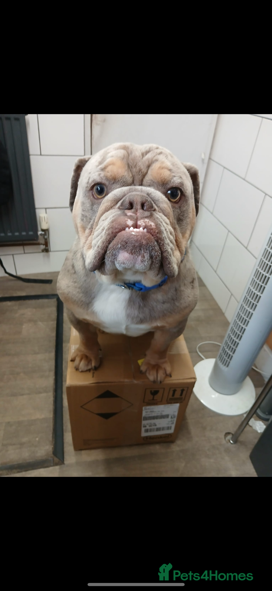 English Bulldog dogs for sale: Beautiful male bulldog - Advert 2