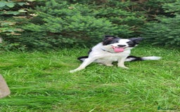 Border Collie dogs for sale: 2 handsome boy border collies - Image 3