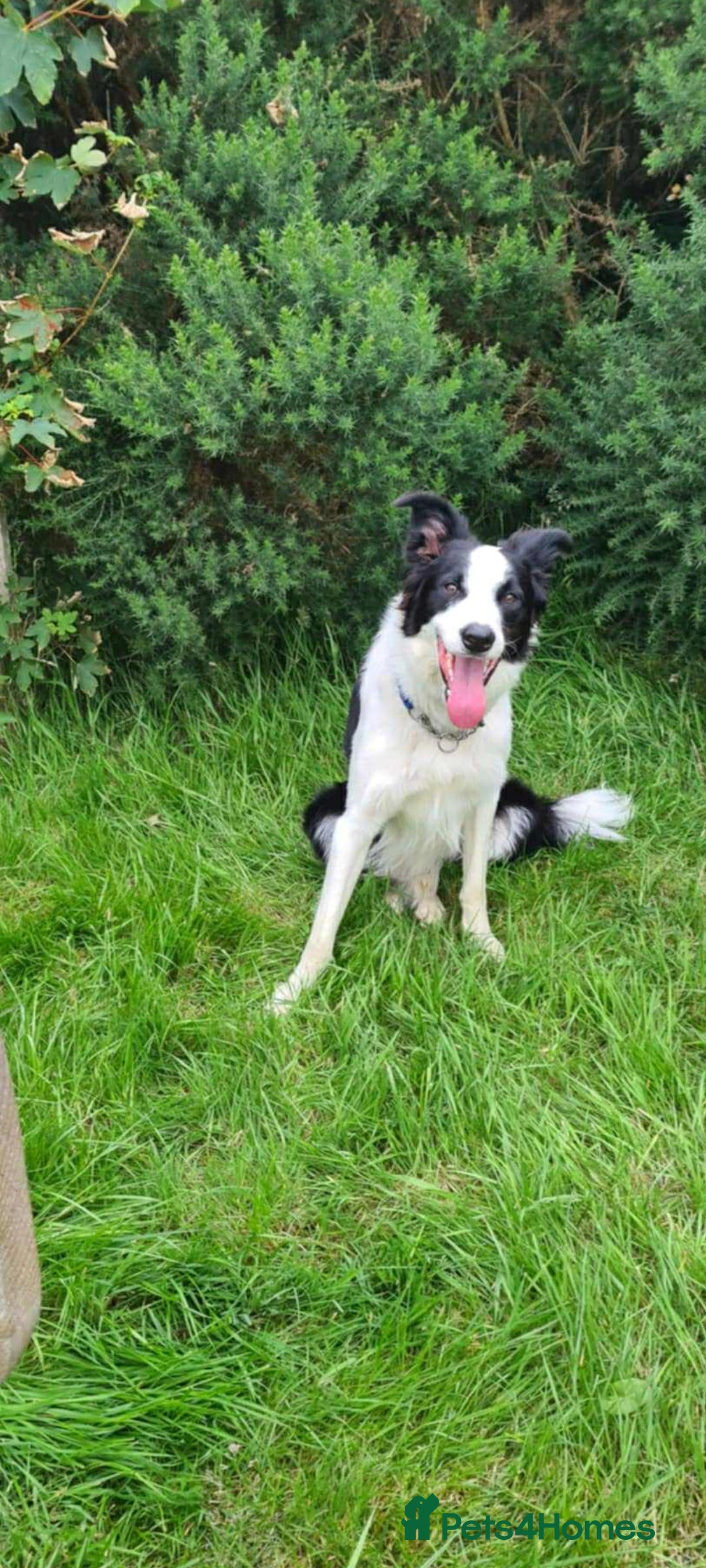 Border Collie dogs for sale: 2 handsome boy border collies - Image 3
