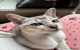 Asian cats for sale: GCCF reg Pedigree Kittens  - Image 9