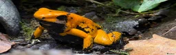 Frog reptiles for sale: Orange black foot terribilis frogs in Ayr - Advert 2