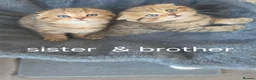 Scottish Fold cats for sale: 3 gorgeous Scottish fold kittens left♡left - Advert 15