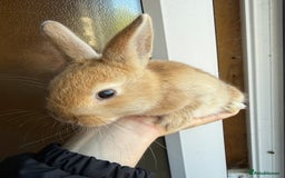 Mixed Breed rabbits for sale: Young male mixed breed bunny - Image 2