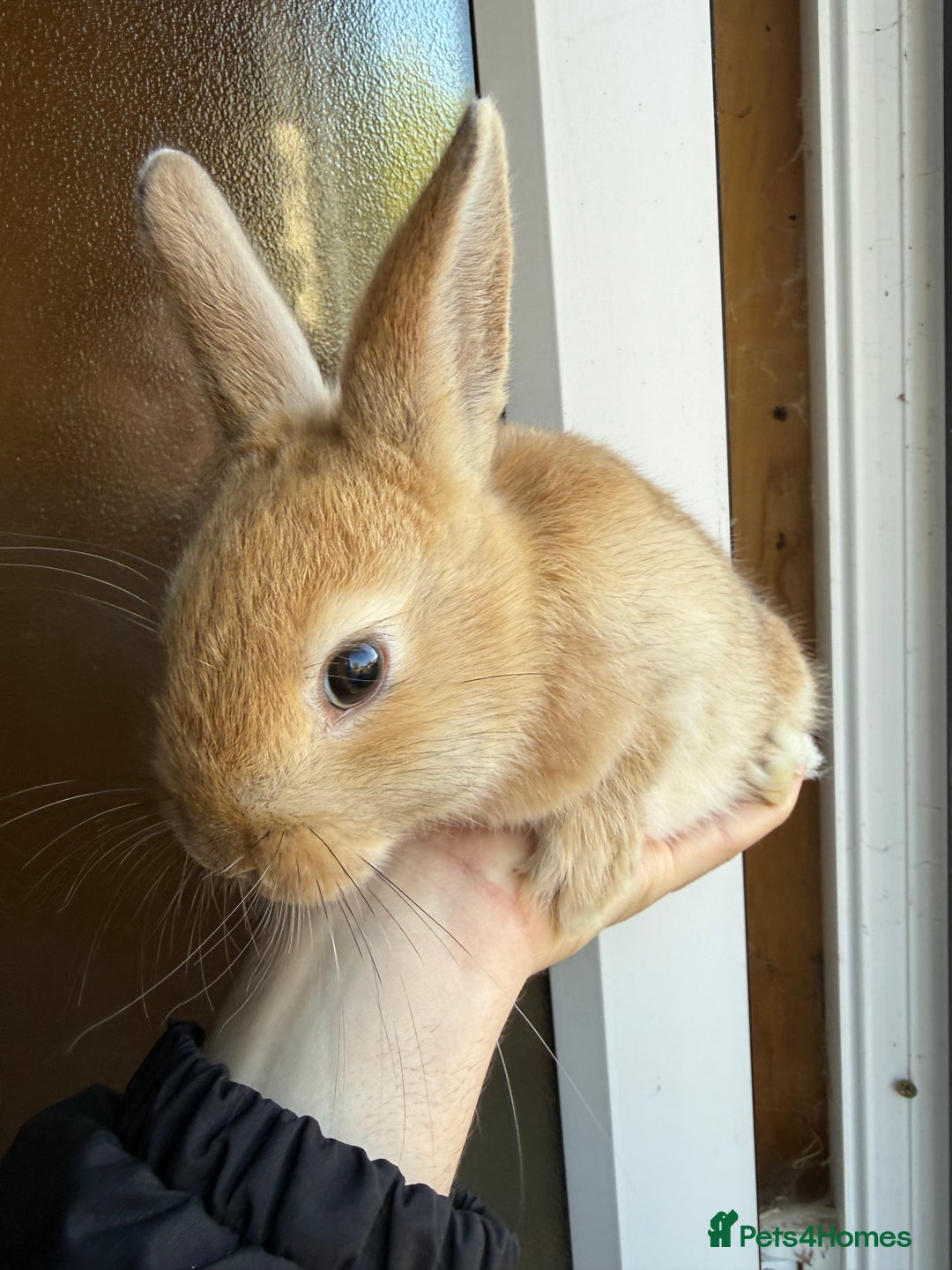 Mixed Breed rabbits for sale: Young male mixed breed bunny - Image 2