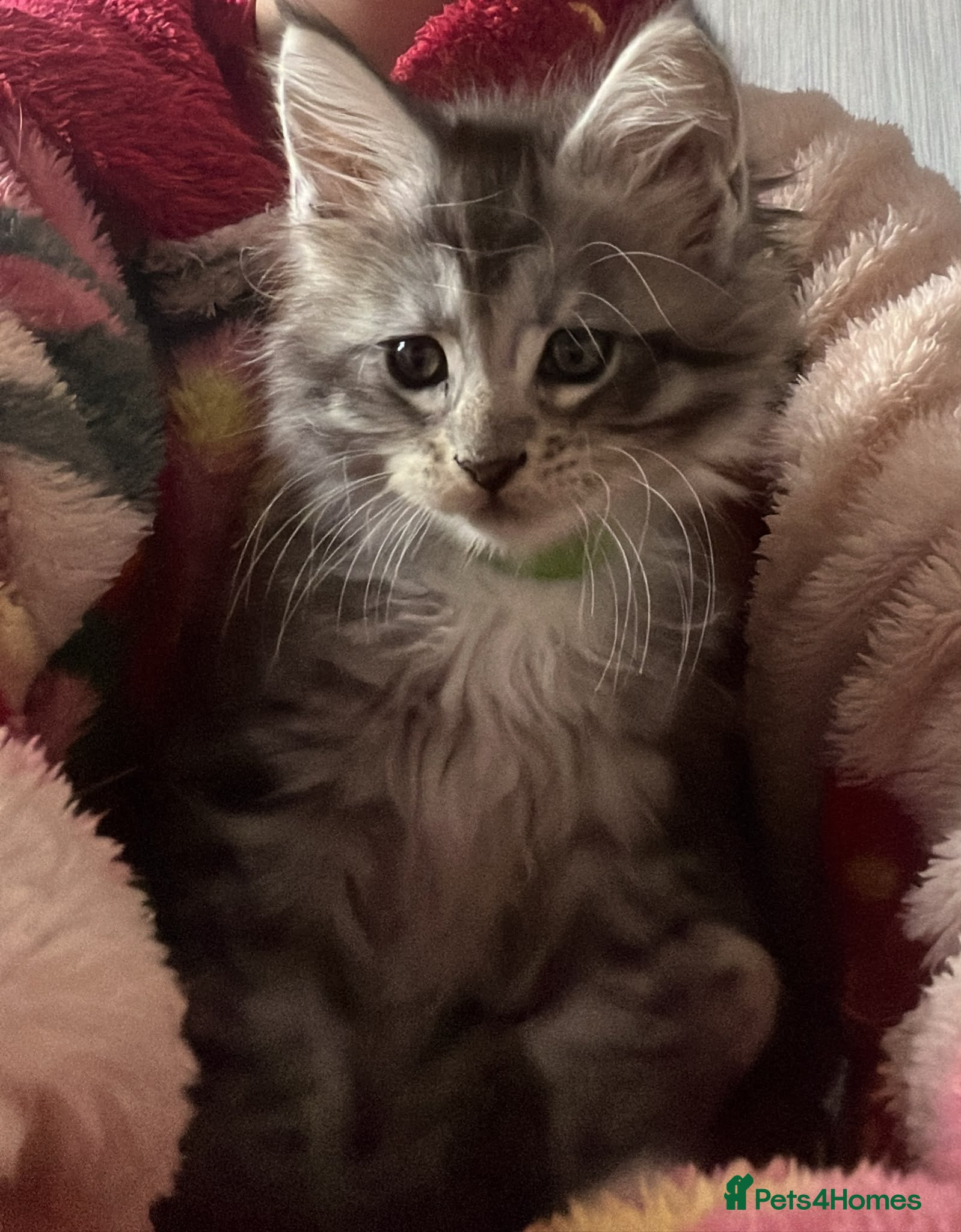 Maine Coon cats Beautiful Maine coon kitten girls  - Advert 2