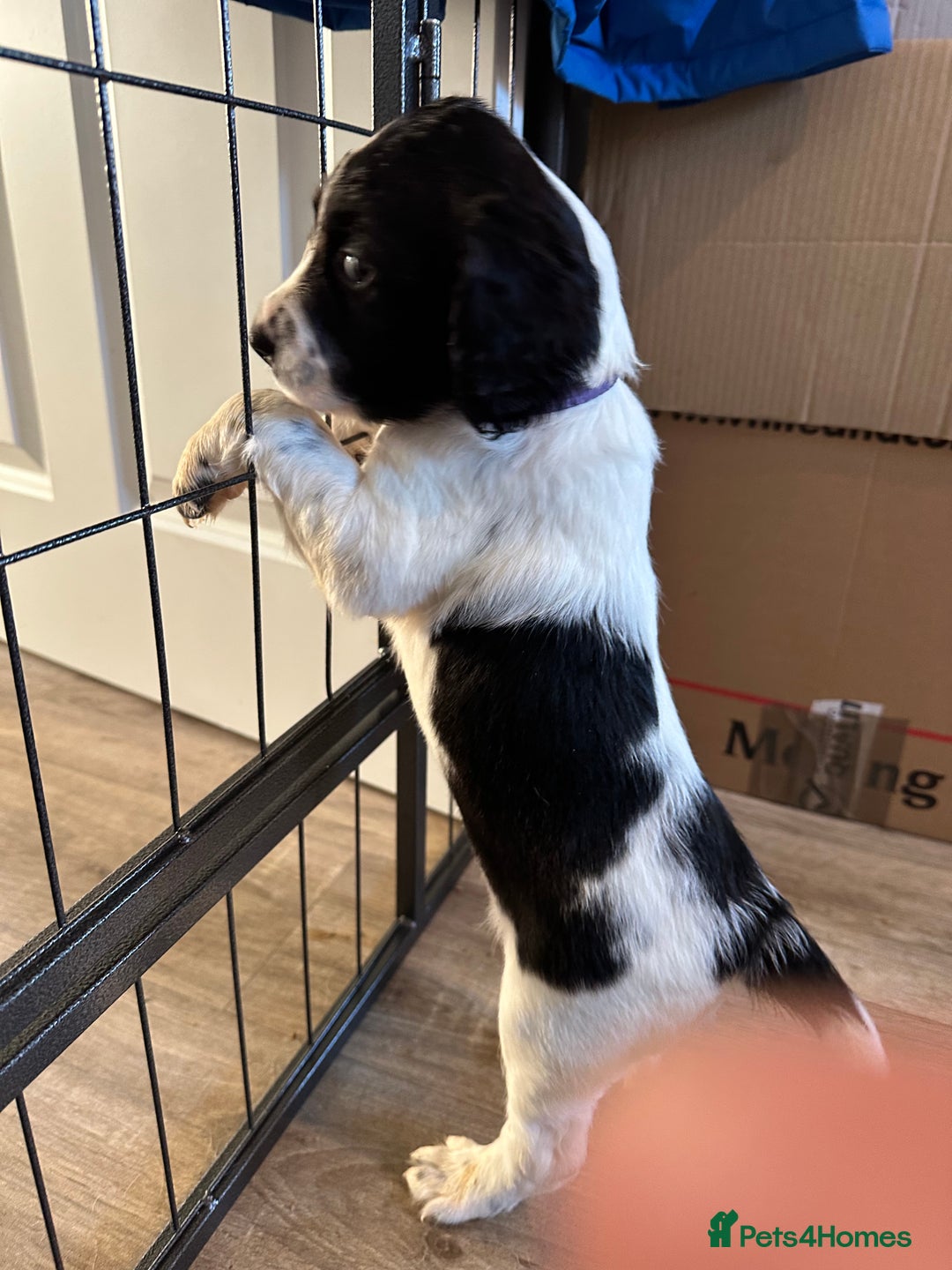 Sprocker dogs for sale: SPROCKER PUPPIES FOR SALE - Advert 28