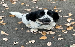 Cocker Spaniel dogs for sale: Beautiful 18 month Show Cocker Spaniel - Image 3