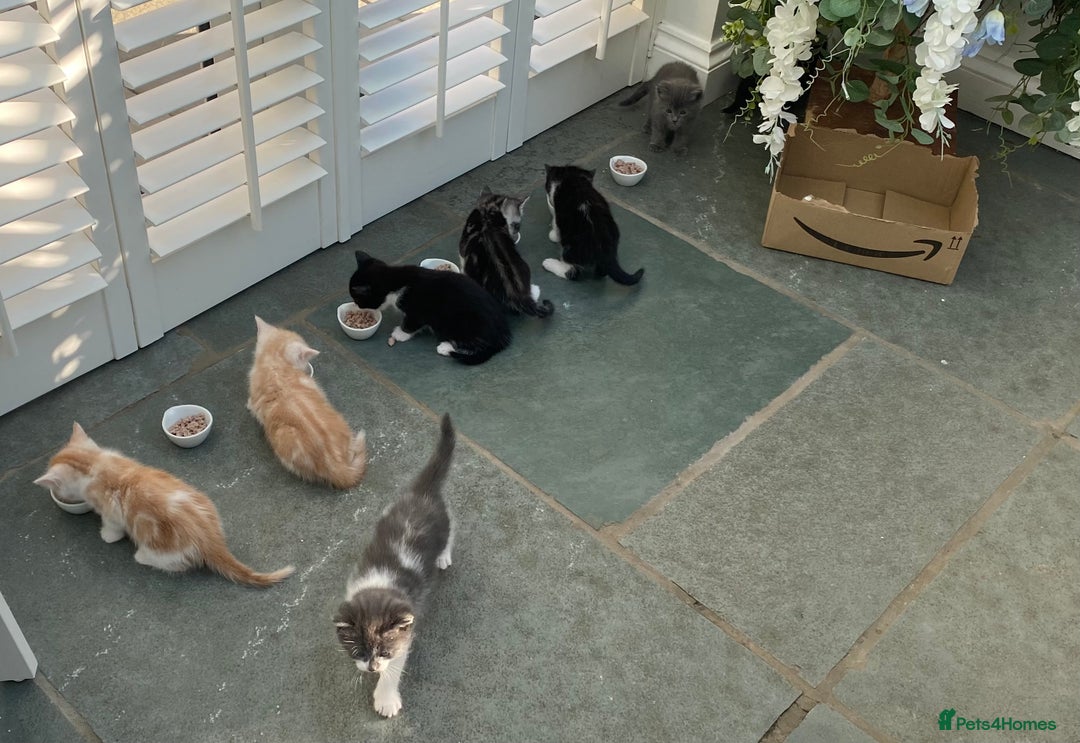 Ragdoll cats for sale: Ragdoll X Kittens for Loving Forever Homes - Image 14