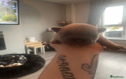 French Bulldog dogs for sale: 9 Day old French Bulldog Puppies - Image 13