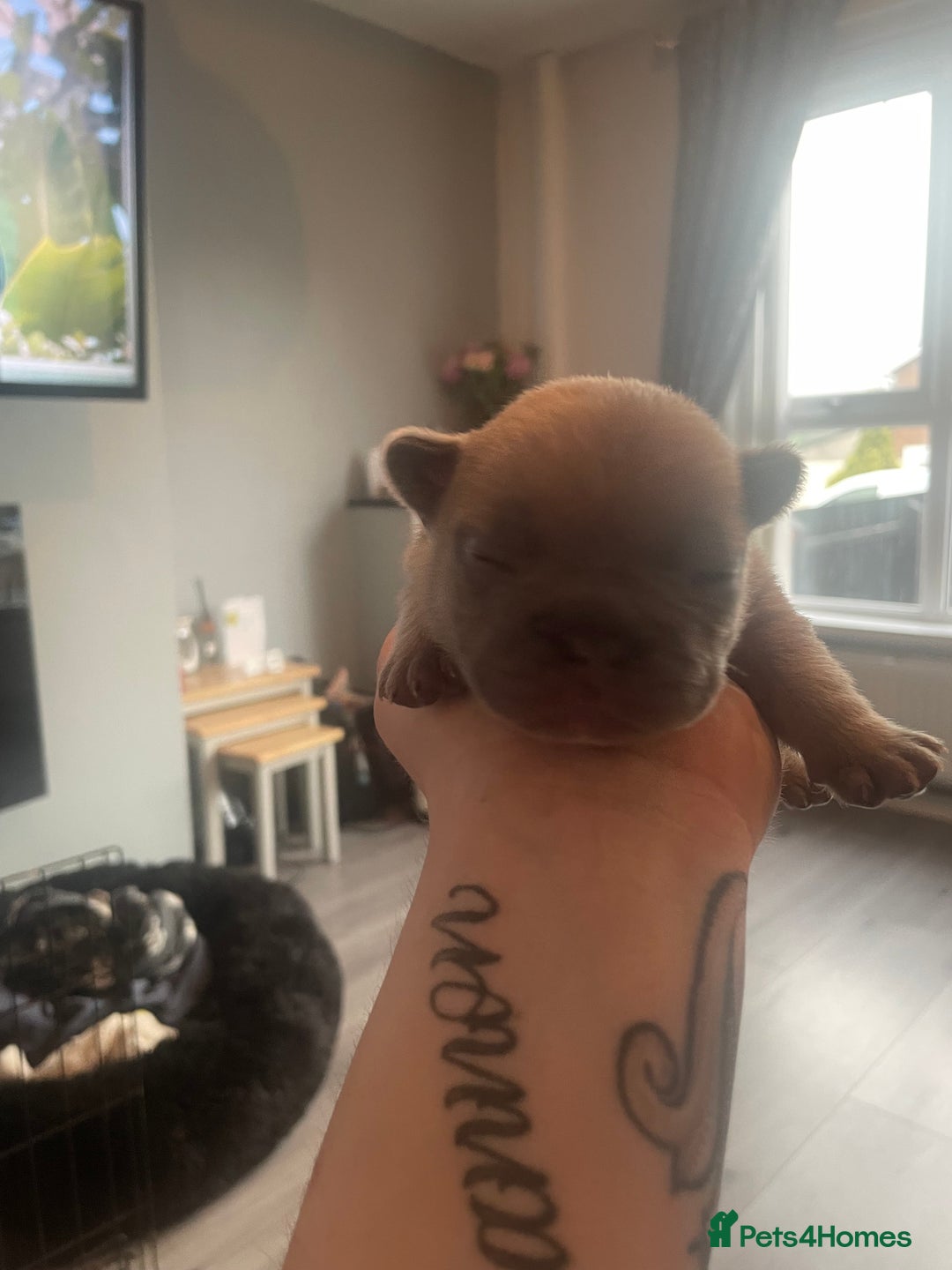 French Bulldog dogs for sale: 9 Day old French Bulldog Puppies - Image 13