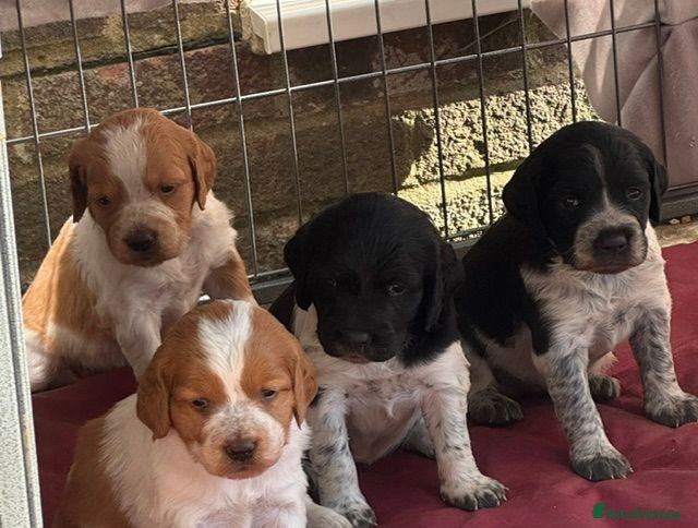 Brittany Spaniel dogs Brittany Puppies (HPR) - Advert 8