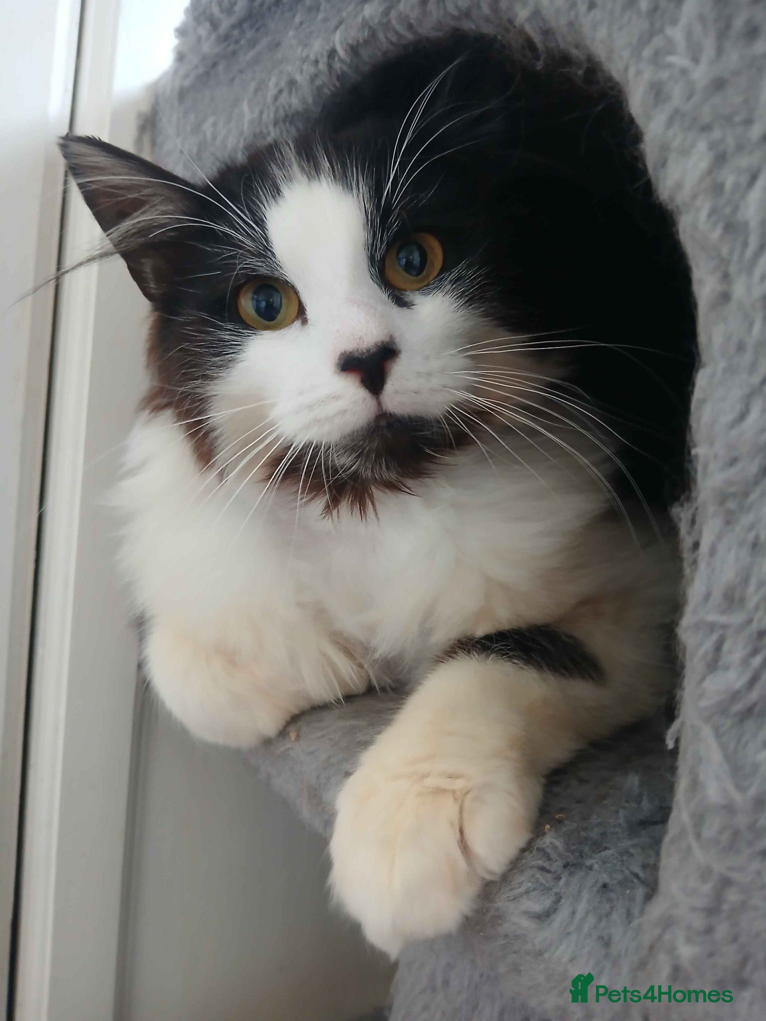 British Longhair cats ADOPTION: Pascal - Advert 2