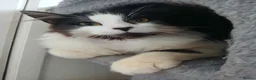 British Longhair cats for adoption: ADOPTION: Pascal in Liverpool - Advert 1
