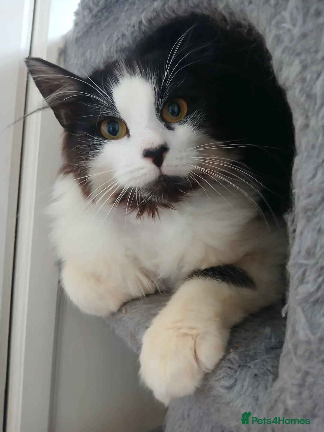 British Longhair cats for adoption: ADOPTION: Pascal in Liverpool - Advert 1